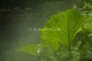 Leaf in mist